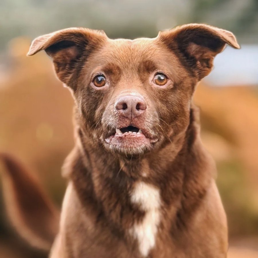 Asher House rescue dog