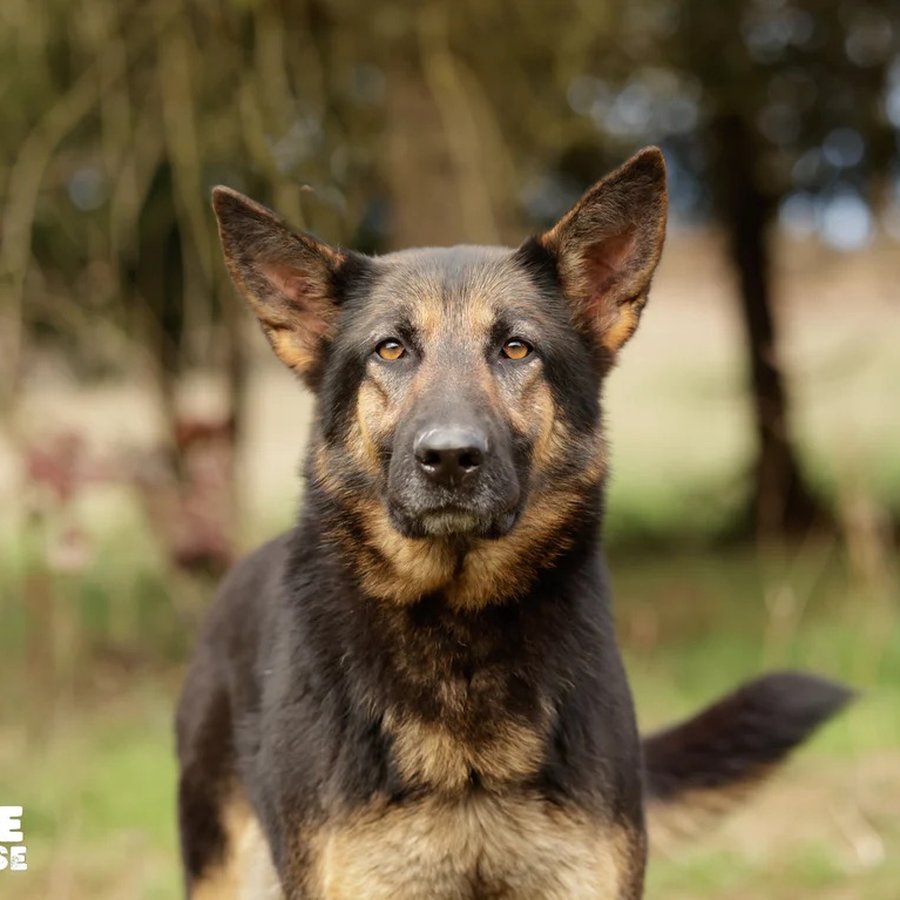 Asher House rescue dog