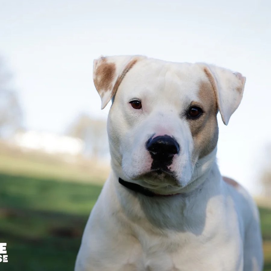 Asher House rescue dog