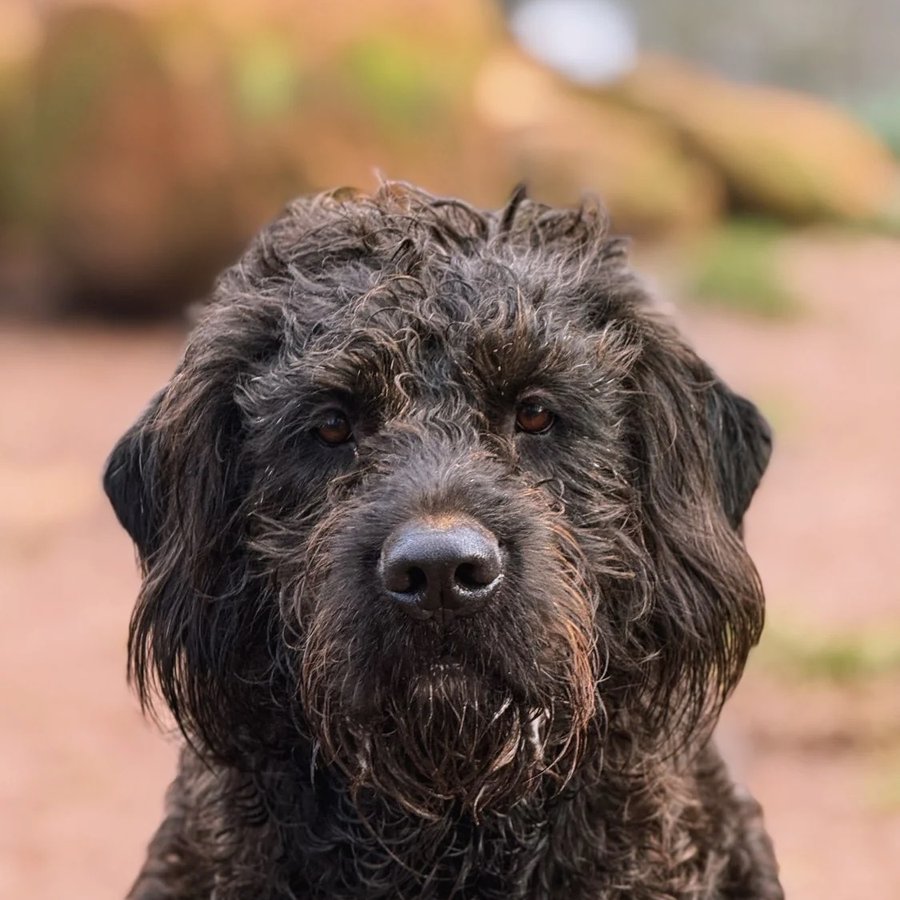 Asher House rescue dog