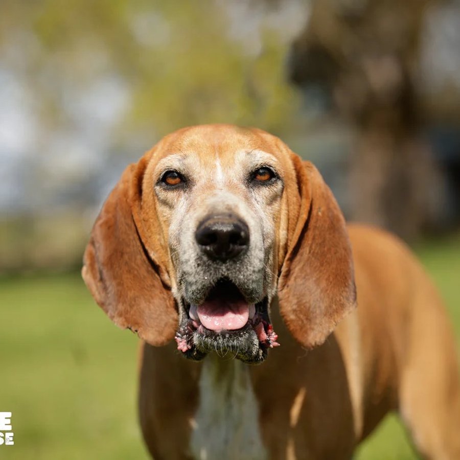 Asher House rescue dog