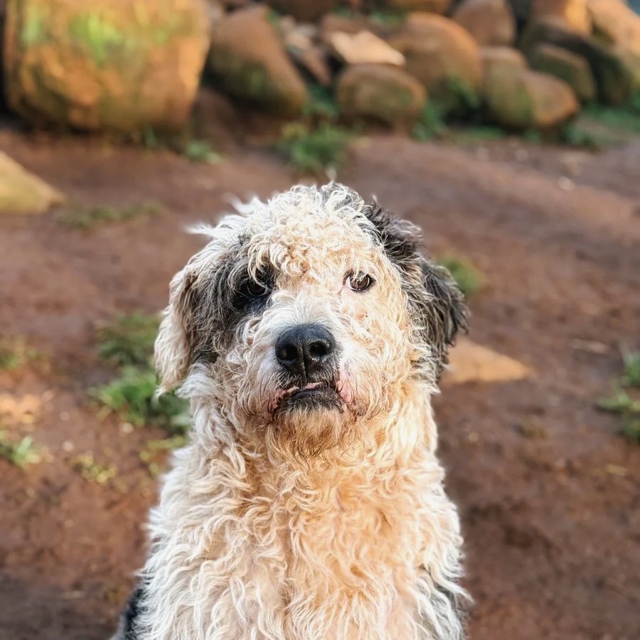 Asher House rescue dog