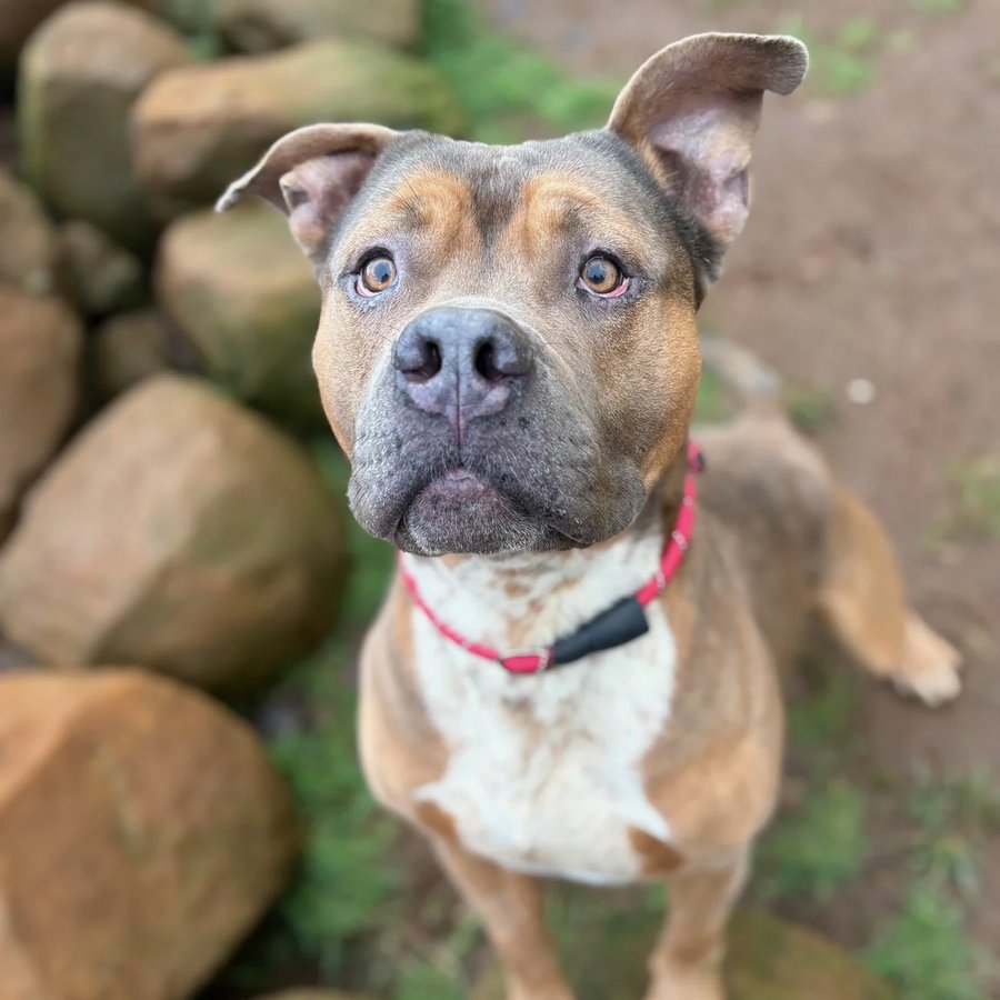 Asher House rescue dog