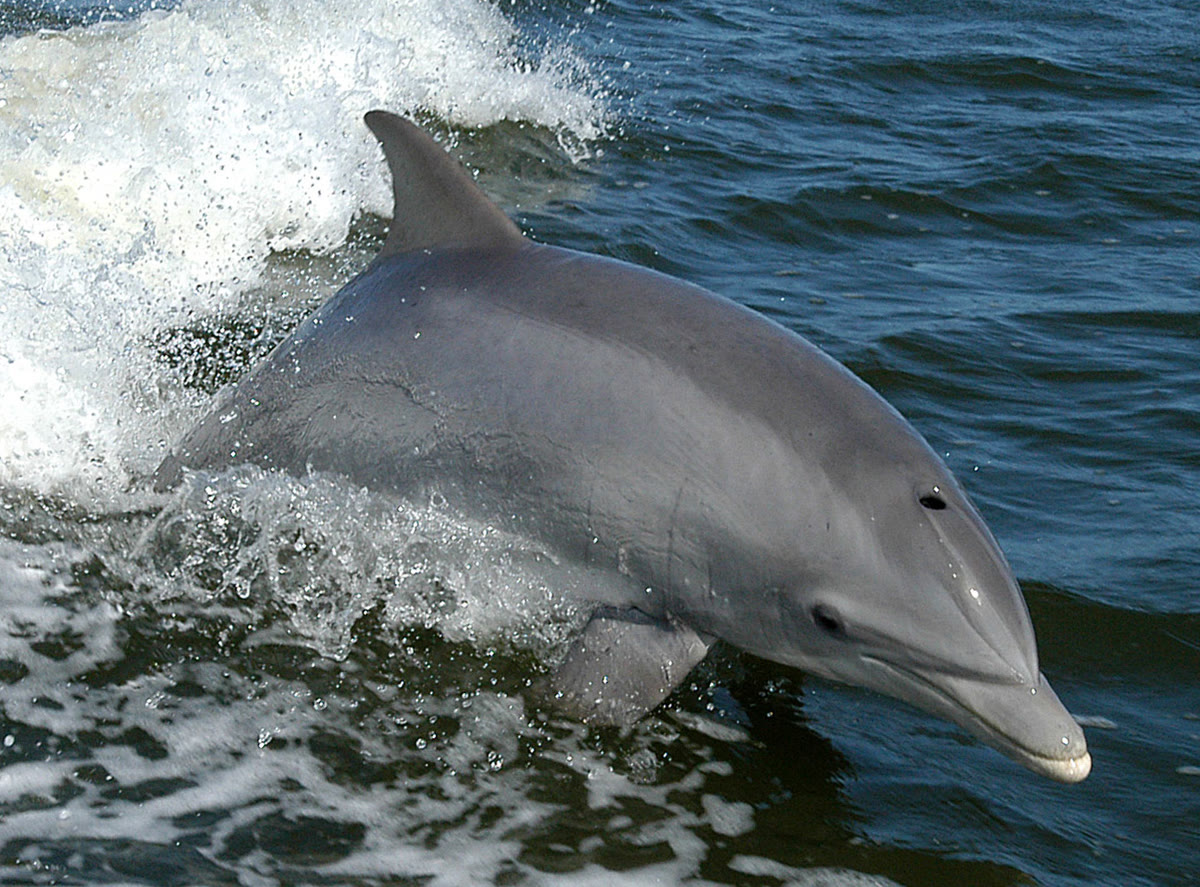 A bottlenose dolphin in the Gulf of Mexico off St. Pete Beach